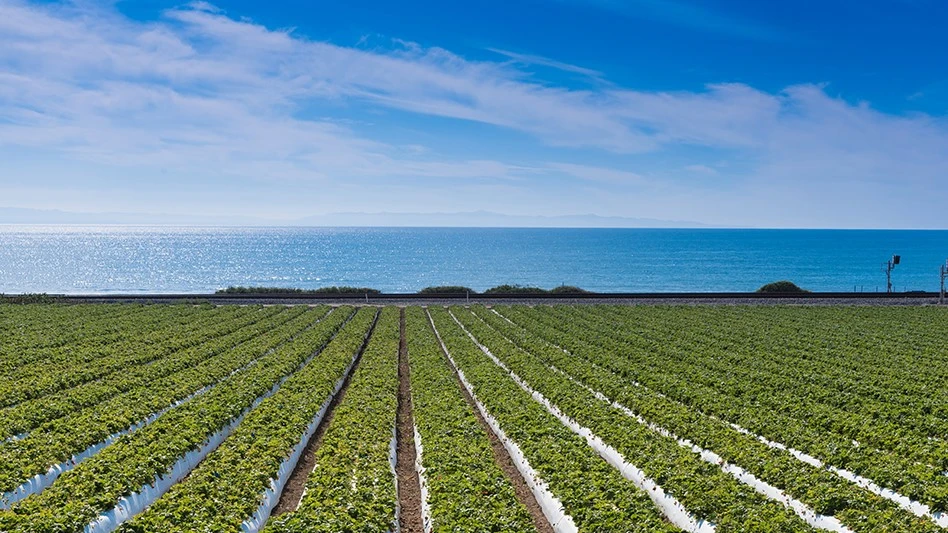 strawberry field