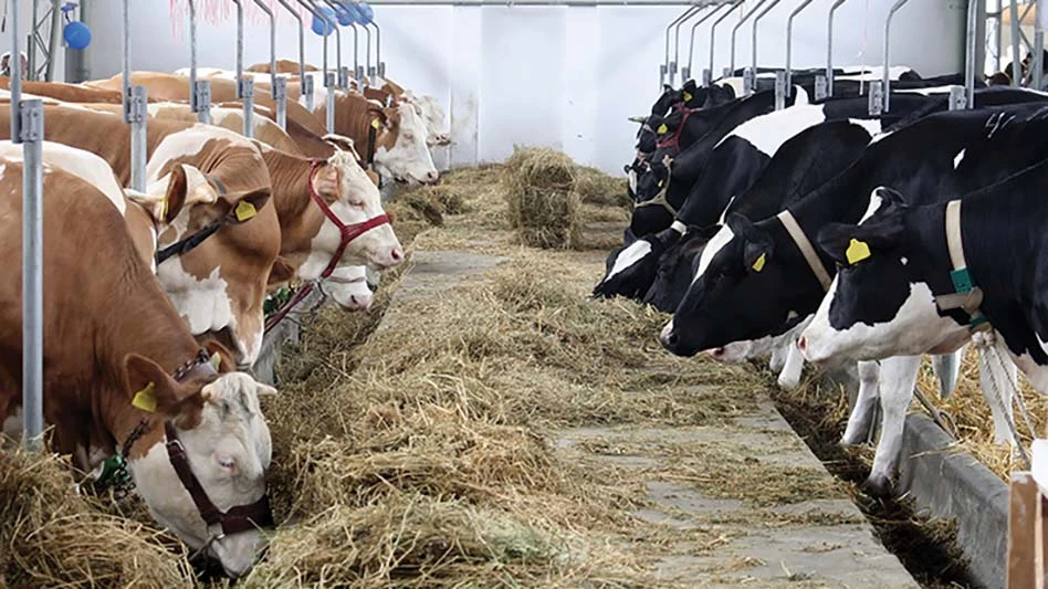 cows facing each other in a barn