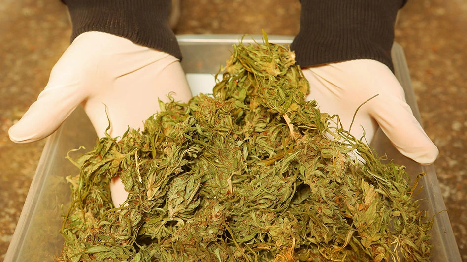 seized marijuana at police station